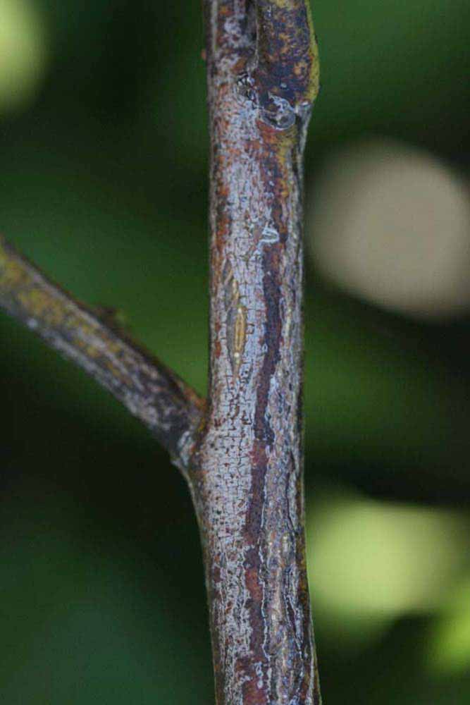              Second - third year twig (Riverside,   CA)       